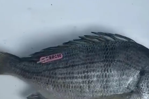 浙江钓鱼佬在大陈岛钓到有编码的黑鲷鱼